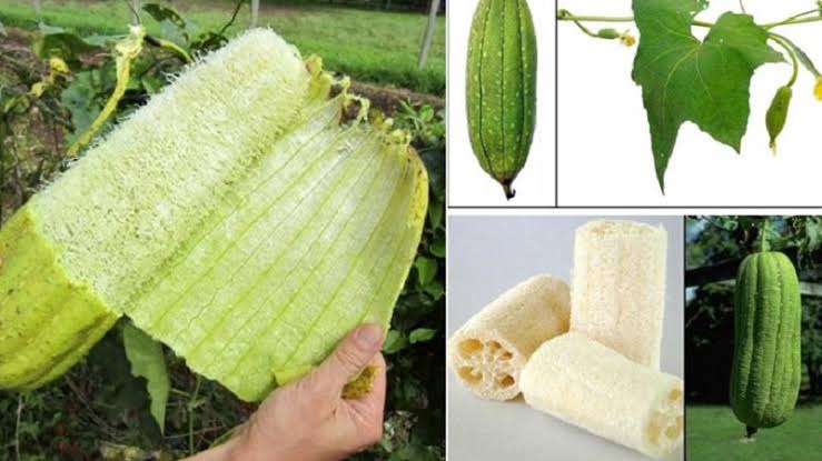 Luffa Cabinet.